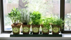 Mini-Garten auf der Fensterbank: Eine Erfahrung, die sich schnell auszahlt