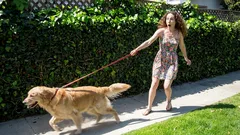 So bringst du deinem Hund bei, ruhig zu laufen – ohne Schreien und ohne Rucken