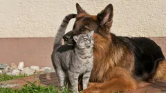 Sie können zusammenleben: das Geheimnis eines sicheren ersten Treffens zwischen Katze und Hund