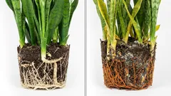 Du giesst die Pflanze, aber ihr geht’s immer schlechter? Das passiert mit den Wurzeln, während du’s nicht siehst