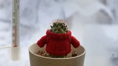 Frostharte Pflanzen: leuchtendes Grün und Blumen für drinnen und draussen