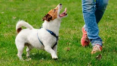 Läuft Ihr Hund Ihnen wie ein Schatten hinterher? Das ist nicht nur eine Angewohnheit – das steckt wirklich dahinter