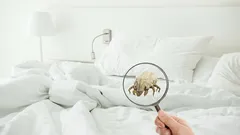 Sie werden überrascht sein, was sich in Ihrem Bett verbirgt: eine mikroskopische Welt zwischen den Laken