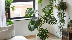 Was Monstera-Blätter wirklich so riesig macht