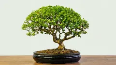 Bonsai für Anfänger: Einfache Schritte zur grünen Harmonie
