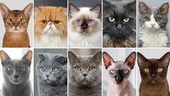 Wählen Sie eine Katze? 10 Katzenrassen, mit denen das Leben in der Wohnung besonders einfach ist