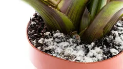 Weisser Belag auf der Erde? Das kann Ihre Pflanzen abtöten – einfache Schritte retten sie