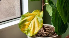 Wenn Blätter verblassen und fallen, liegt es nicht am Dünger. Das ist der wahre Grund.