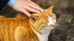 Warum deine Katze von selbst auf den Arm will – und was das für dein Herz bedeutet